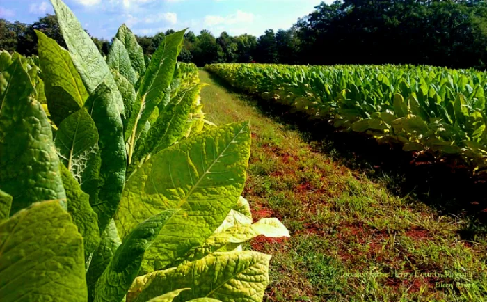 Comparison of Oriental tobacco leaves and Virginia tobacco