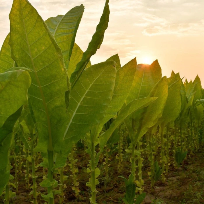 Comparison of Oriental tobacco leaves and Virginia tobacco