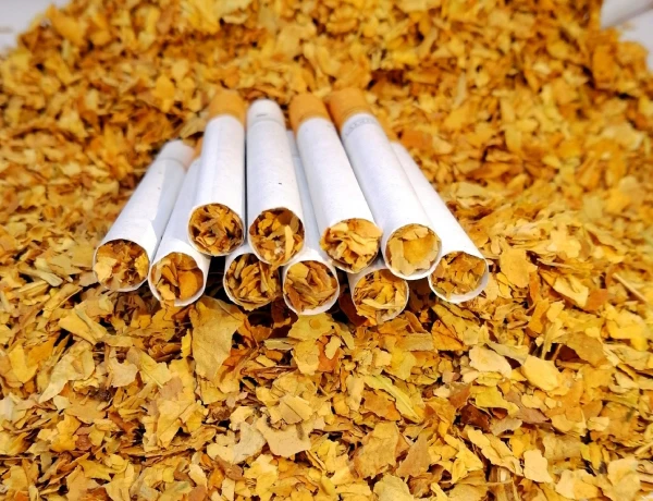 what is in rolling tobacco Zigma Tobacco Learning how to roll tobacco for cigarettes