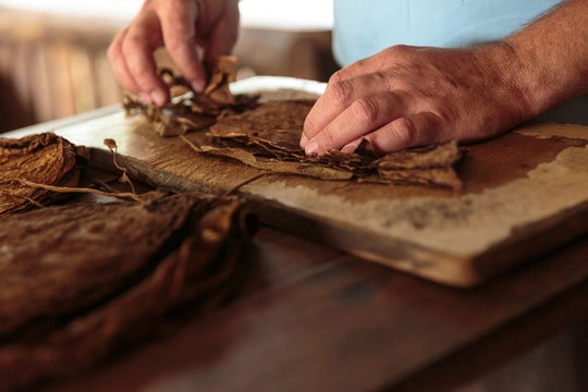 packaging tobacco leaves